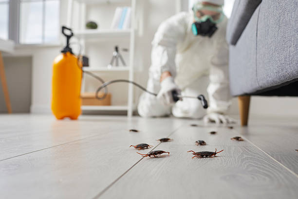 Commercial Kitchen Cockroach Control in Milan